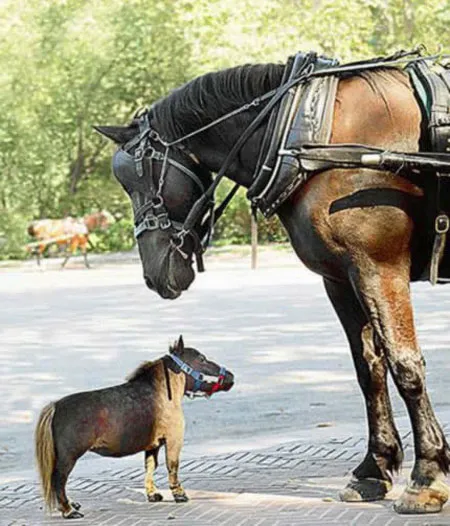 Ngựa bé đáng yêu cao 43,18cm