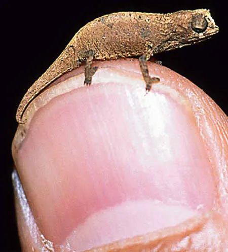 Loài tắc kè bé nhỏ chỉ dài 1,2cm