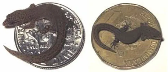 Thằn lằn “siêu nhỏ” 16mm