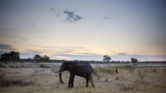 Một con voi châu Phi ở công viên quốc gia Hwange, Zimbabwe