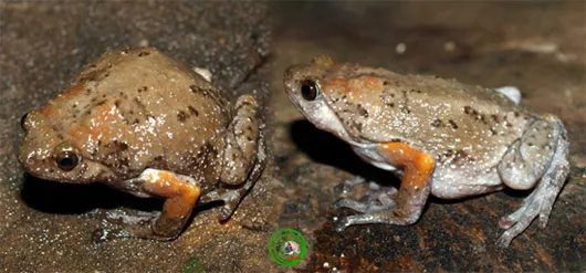 Ễnh ương Đông Dương Kaloula indochinensis