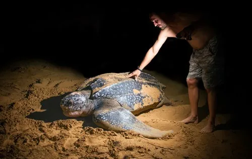 Rùa biển Leatherback