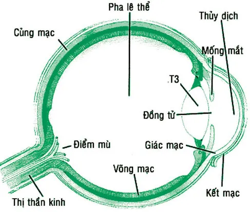 Sơ đồ cấu tạo mắt