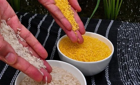 Các chuyên gia IRRI so sánh gạo thường (trái) với gạo vàng