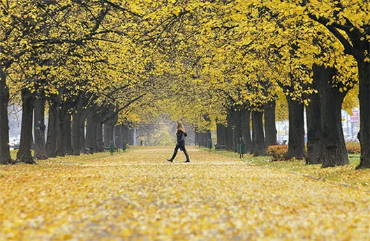 Một người phụ nữ đang tản bộ dưới những tán cây trong một công viên ở Moscow, Nga