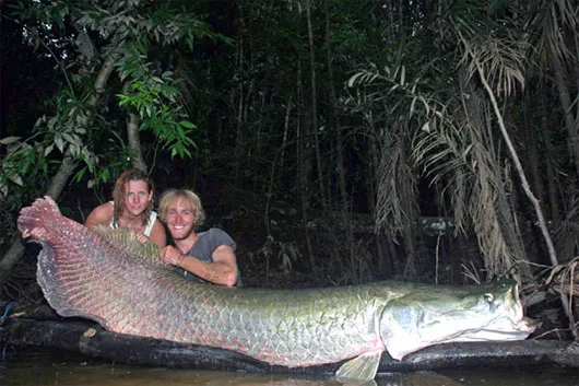 Cá ăn thịt Arapaima