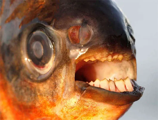 Cá Pacu