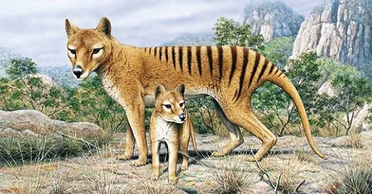 Loài Thylacine