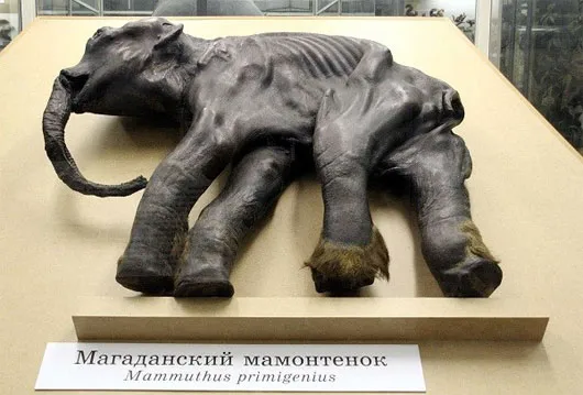 Voi ma mút