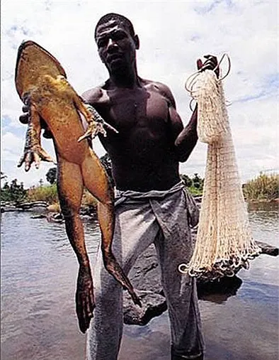 Kinh ngạc loài ếch khổng lồ, dài 1m, nặng 8kg