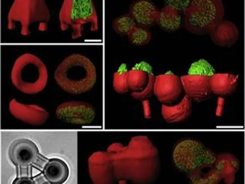 Với công nghệ in 3D, các nhà khoa học đã có thể tạo ra các loại vi khuẩn với nhiều kích cỡ và hình dáng khác nhau