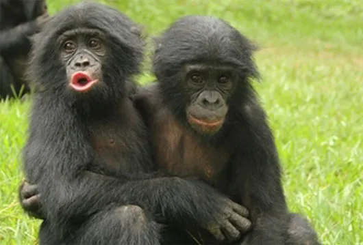 Con khỉ bonobo an ủi một con khỉ khác sau khi "thua trận"