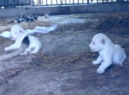 Hai chú sư tử con không mang màu lông của bố mẹ