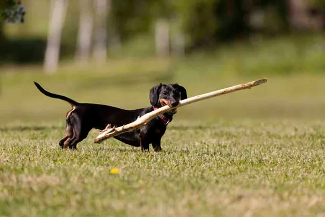 Những chú chó nhỏ bé dòng Dachshunds lại đứng đầu bảng trong các vụ tấn công người cao hơn cả giống chó chọi.