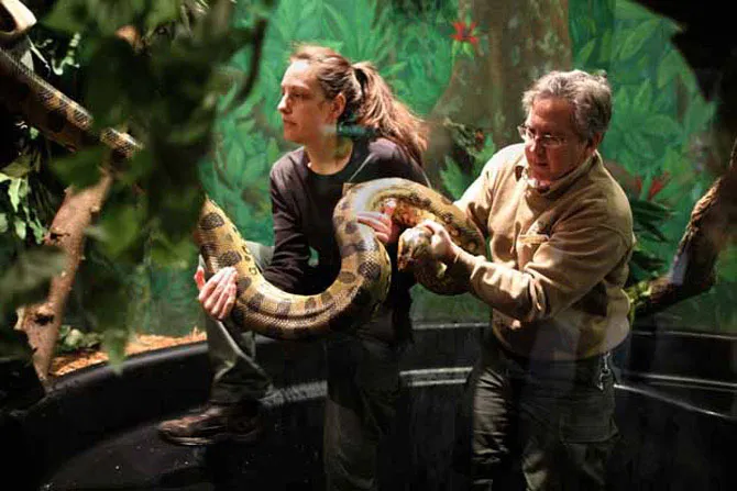 Loài trăn xanh Anaconda, một loài rắn nặng nhất thế giới, với chiều dài khoảng 9 mét, đường kính 0,3 mét và nặng 250kg