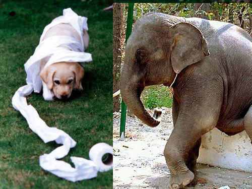 Voi, chó và các động vật có vú khác đều đi tiểu trong thời gian như nhau