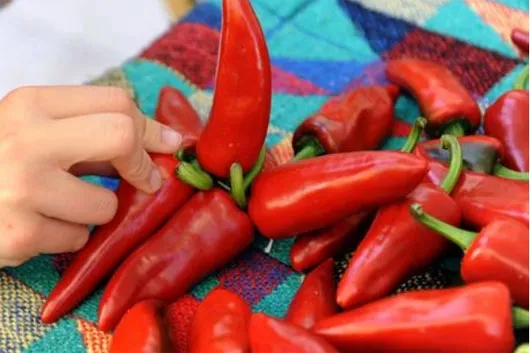 Một chất hóa học được tìm thấy trong ớt ngọt giúp làm tăng lượng BAT liên quan đến việc giảm cân.