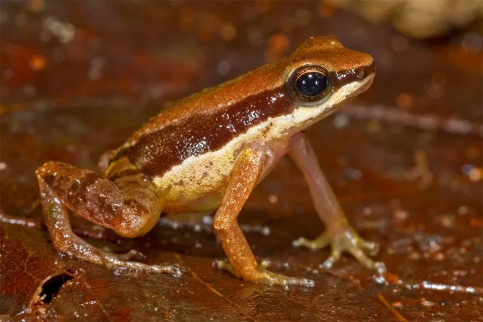 Ếch Allobates amissibilis - Guyana, loài này đang có nguy cơ tuyệt chủng cao