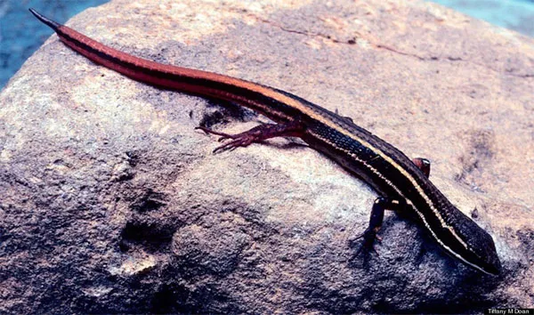 Thằn lằn Cercosaura hypnoides - Colombia