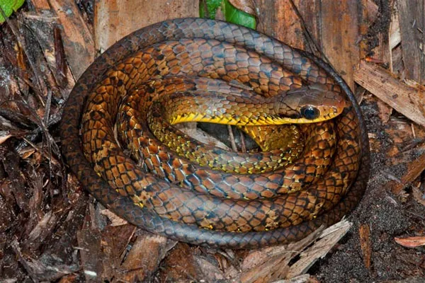 Rắn Chironius challenger - Guyana and Venezuela