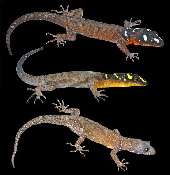 Thằn lằn Gonatodes timidus - Guyana