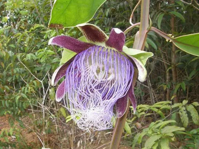 Hoa Passiflora longifilamentosa - Brazil