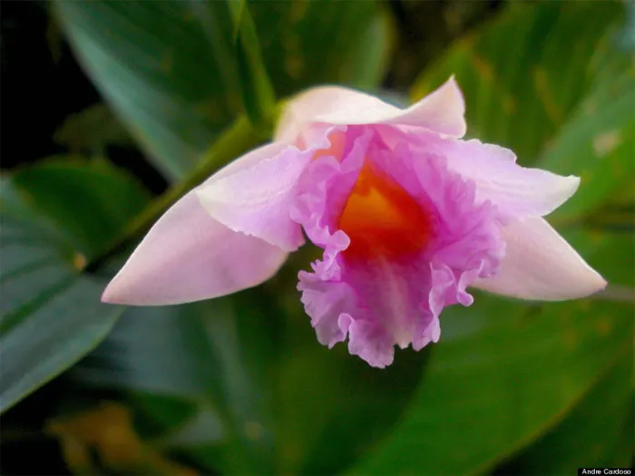 Hoa lan Sobralia imavieirae - Brazil
