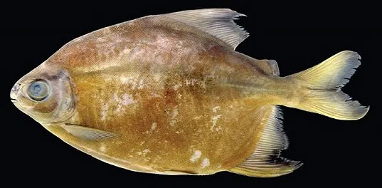 Cá Tometes camunani - Brazil, một giống cá Piranha mới