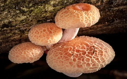 Nấm đào nhăn