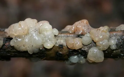 Nấm não tinh thể
