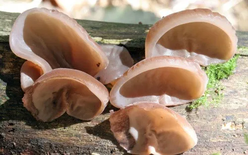 Nấm tai sứa