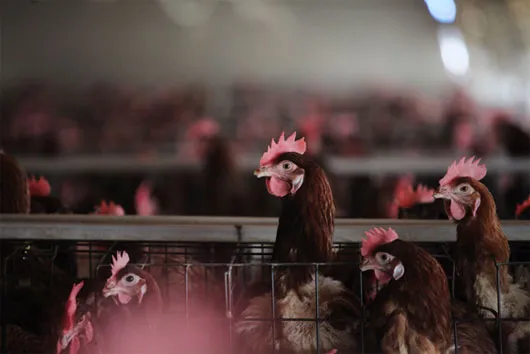 Các ca nhiễm mới H7N9 làm dấy lên lo ngại về sự tái bùng phát của dịch cúm gia cầm tại Trung Quốc