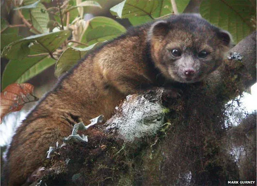 Gấu trúc Olinguito