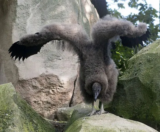 Một chú gà giống Andean Condor vỗ cánh trong vườn quốc gia Berlin ở Berlin, Đức