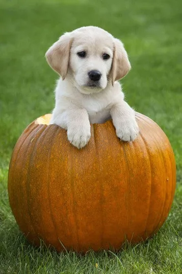 Đây là chú chó thuộc giống Labrador, 6 tuần tuổi, đang đùa giỡn với một quả bí ngô khổng lồ.