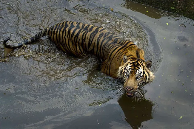 Loài hổ Sumatra, một loài vật đang có nguy cơ tuyệt chủng, trong vườn thú Ragunan ở Jakarta