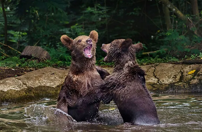 Hai con gấu đánh nhau tại vườn thú Taman Safari, Indonesia