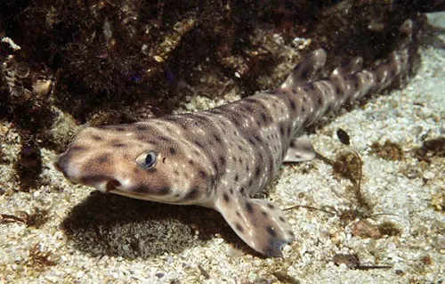 Cá mập Swellshark