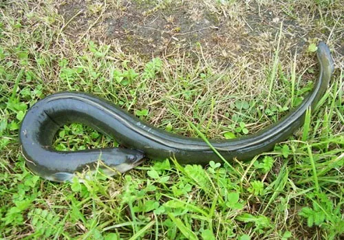 Cá chình Anguilla