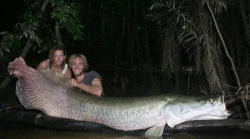 Cá Piranha