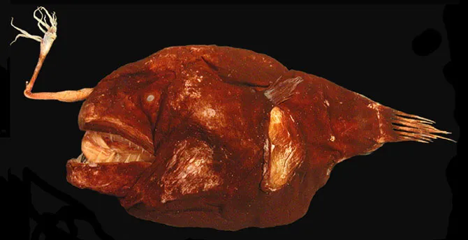 Còn đây là con cá cái Chaenophryne quasiramifera