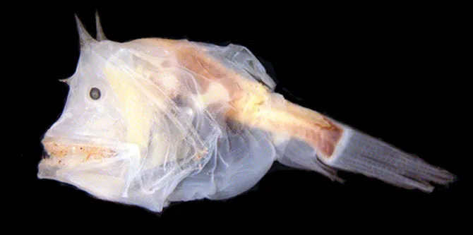Cá cái Haplophryne mollis