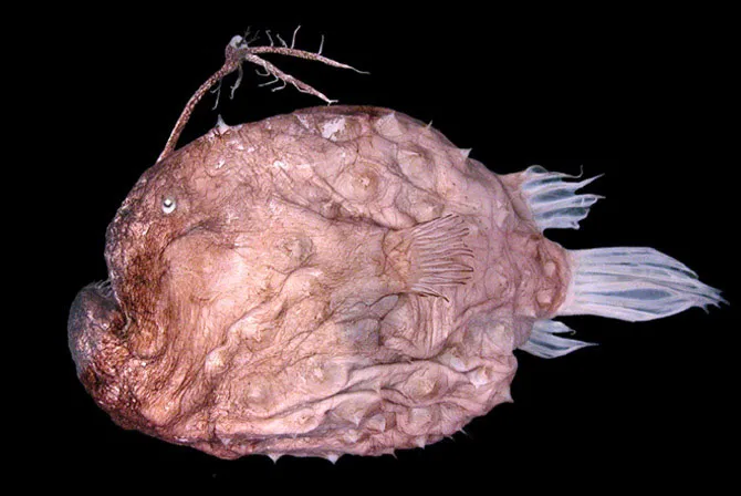 Cá cái Himantolophus appelii
