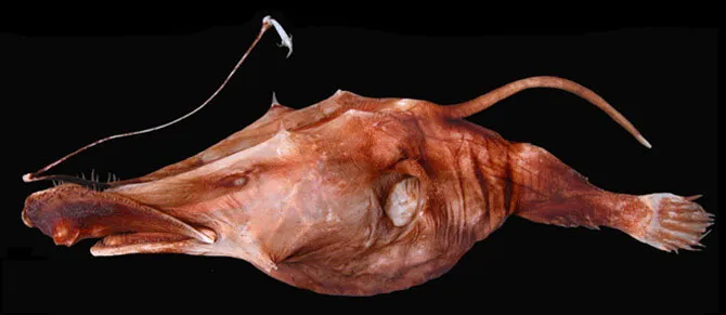 Cá cái Lasiognathus amphirhamphus