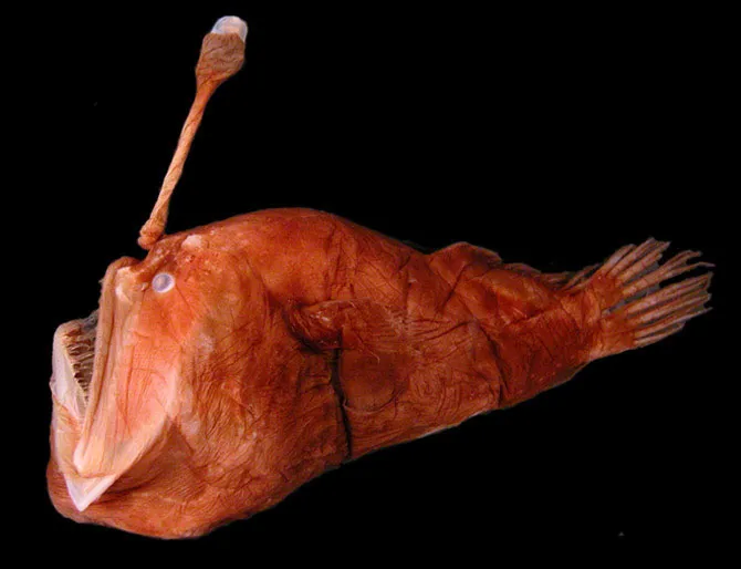 Cá cái Melanocetus eustales