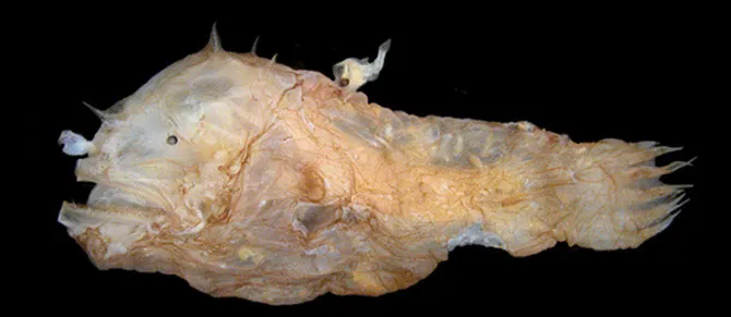 Cá cái Photocorynus spiniceps có con đực cắm ở phía trên