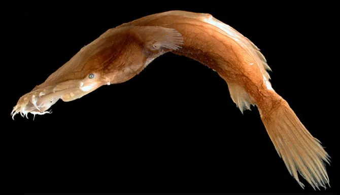 Cá cái Thaumatichthys binghami