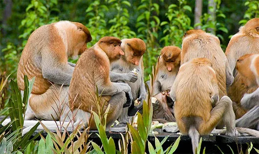 Kỳ lạ loài khỉ có mũi dài ngoẵng và nhại lại như bò
