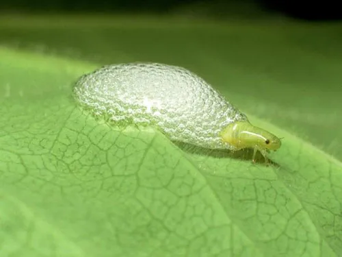 Bọ Froghopper