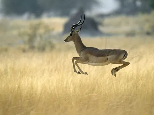 Linh dương impala